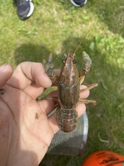 Lacunicambarus polychromatus