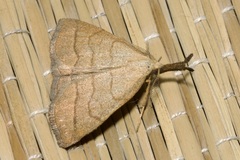 Polypogon tentacularia