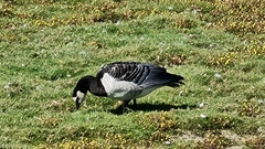 Branta leucopsis