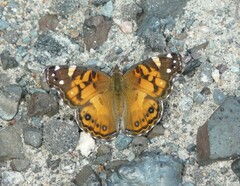 Vanessa virginiensis