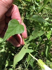 Calystegia sepium