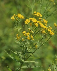 Euthamia caroliniana