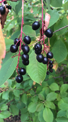 Prunus padus