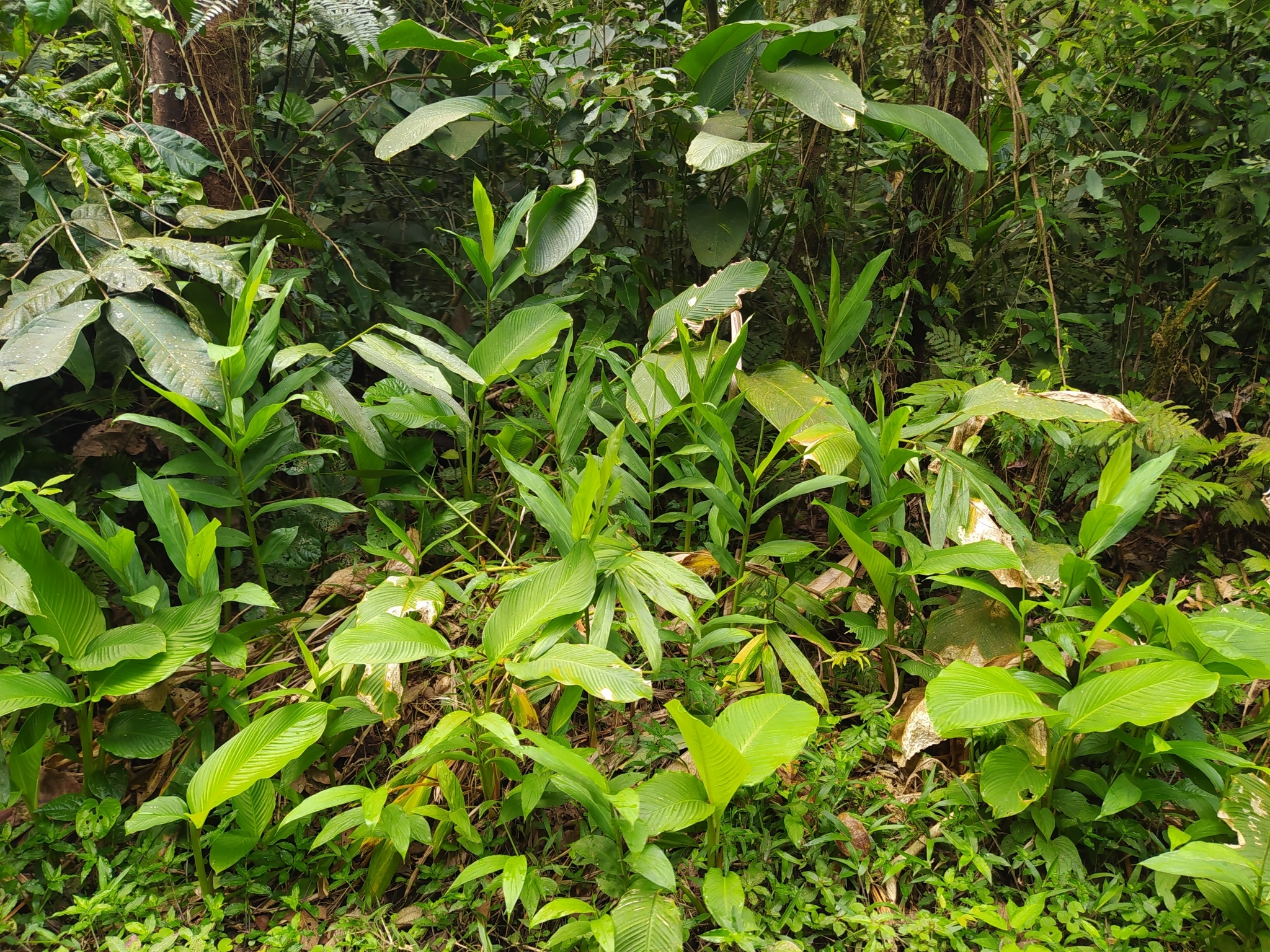 Hedychium coronarium