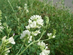 Medicago sativa