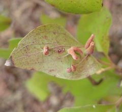 Craneiobia tuba