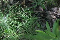 Equisetum