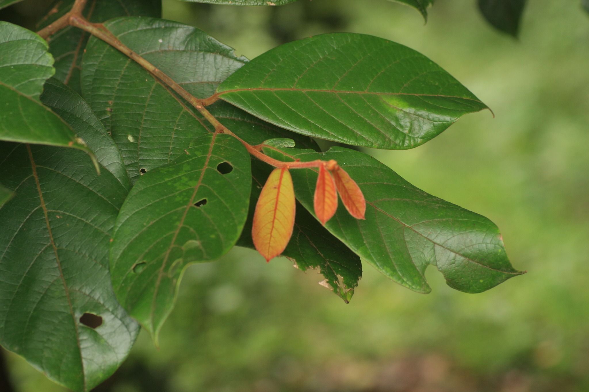 Cryptocarya anamalayana