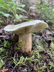 Tricholoma saponaceum