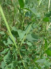 Medicago sativa