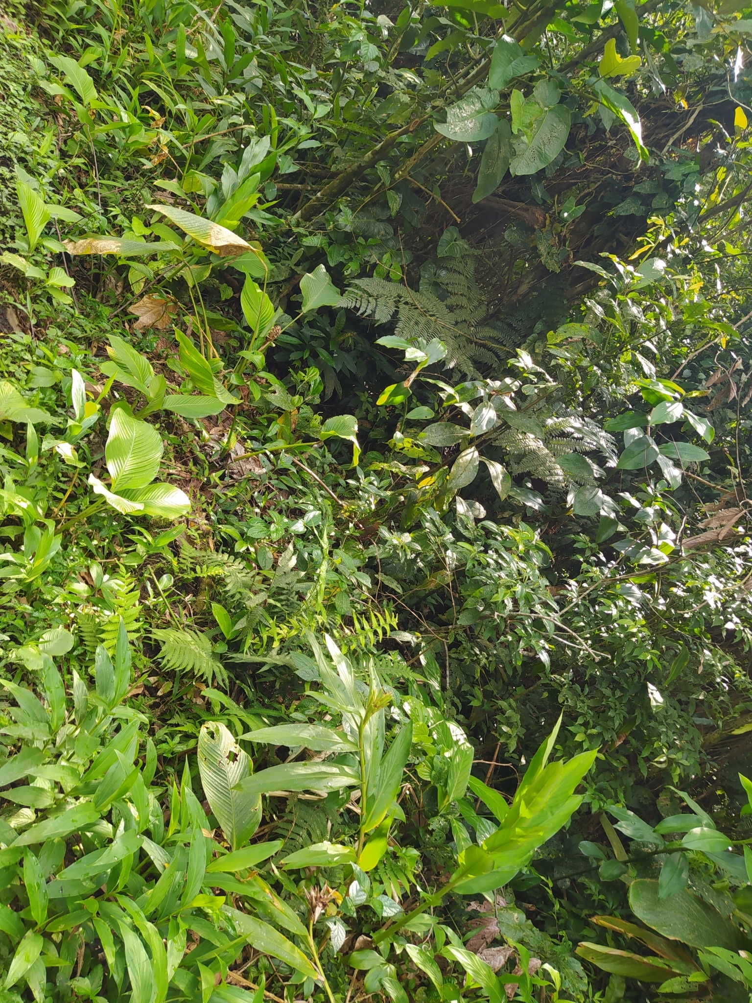 Hedychium coronarium