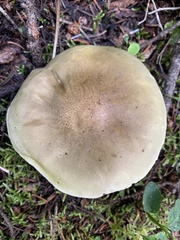 Tricholoma saponaceum