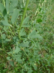 Medicago sativa