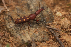 Brentidae