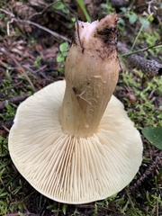 Tricholoma saponaceum