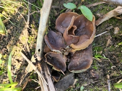 Pezizaceae