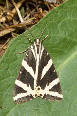 Euplagia quadripunctaria