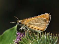 Thymelicus sylvestris