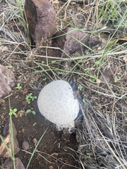 Calvatia booniana