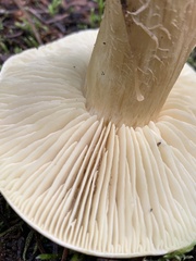 Tricholoma saponaceum