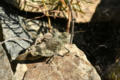 Oedipoda