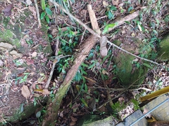 Hedychium