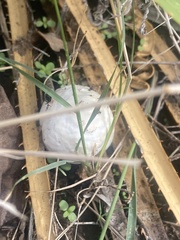 Lycoperdon pratense