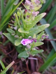 Scutellaria minor