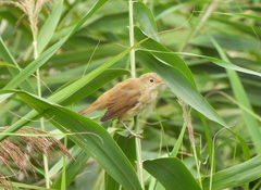 Acrocephalus scirpaceus