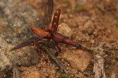 Brentidae