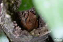 Polypedates megacephalus