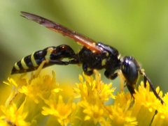 Philanthus lepidus
