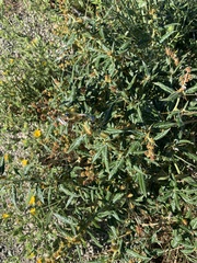 Xanthium spinosum