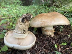 Catathelasma