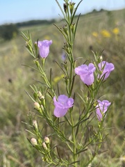 Agalinis aspera