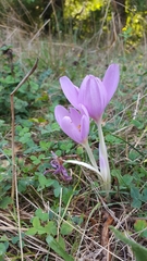Colchicum