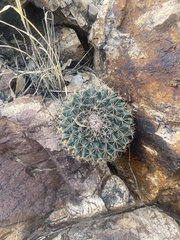 Mammillaria meiacantha
