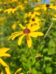 Rudbeckia subtomentosa