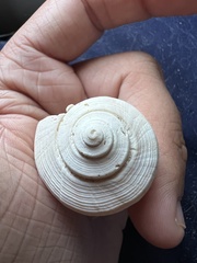 Fulguropsis pyruloides