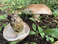 Catathelasma