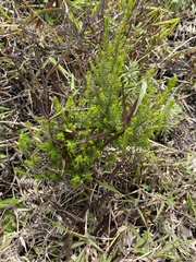 Ericaceae