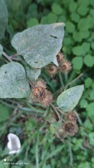 Arctium lappa