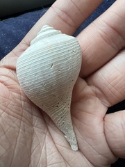 Fulguropsis pyruloides