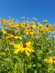 Rudbeckia subtomentosa