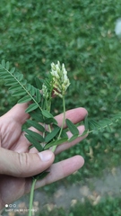 Astragalus cicer
