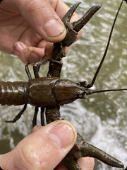 Cambarus robustus