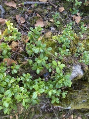 Vaccinium vitis-idaea