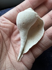 Fulguropsis pyruloides