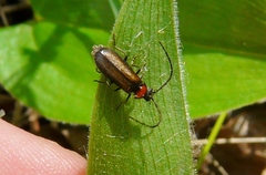 Silis difficilis flavida