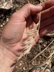 Bromus rubens